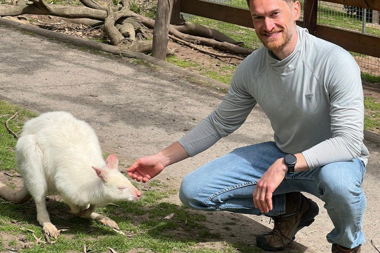 Von Adelaide aus: Kuscheln mit einem Koala und historische Hahndorf-Tour