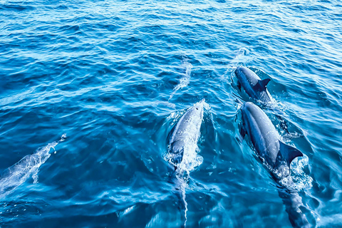 Mallorca: Dolphin Watching Cruise Paguera: Meet at Playa Tora