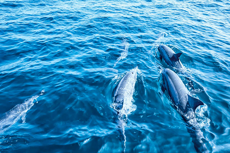 Mallorca: Crucero para avistar delfinesPaguera: encuentro en playa Tora