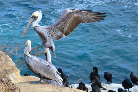 A Seaside Stroll: La Jolla's Hidden Treasures Walking Tour