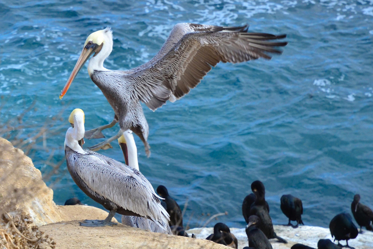 Ein Spaziergang am Meer: La Jolla&#039;s Hidden Treasures Rundgang