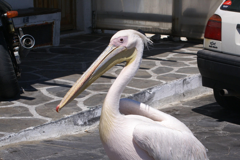 Mykonos Stadt - Private Tour zu Fuß
