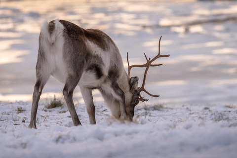 Tromsø: Kvaløya Island and Fjords Tour