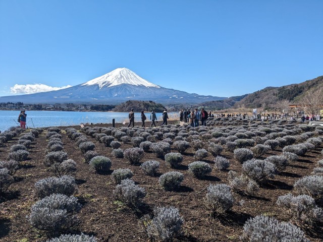 From Tokyo: Mt Fuji and Lake Kawaguchiko Private Day Trip