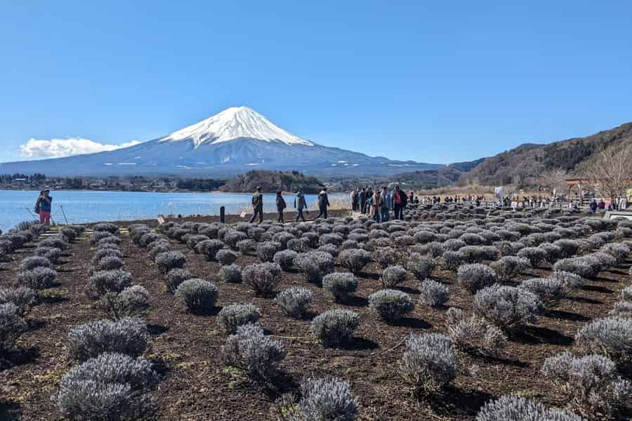 Von Tokio aus: Private Tagestour zum Berg Fuji und zum Kawaguchiko-See. Foto: GetYourGuide