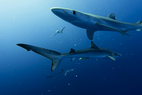 Plongée avec le grand requin blanc