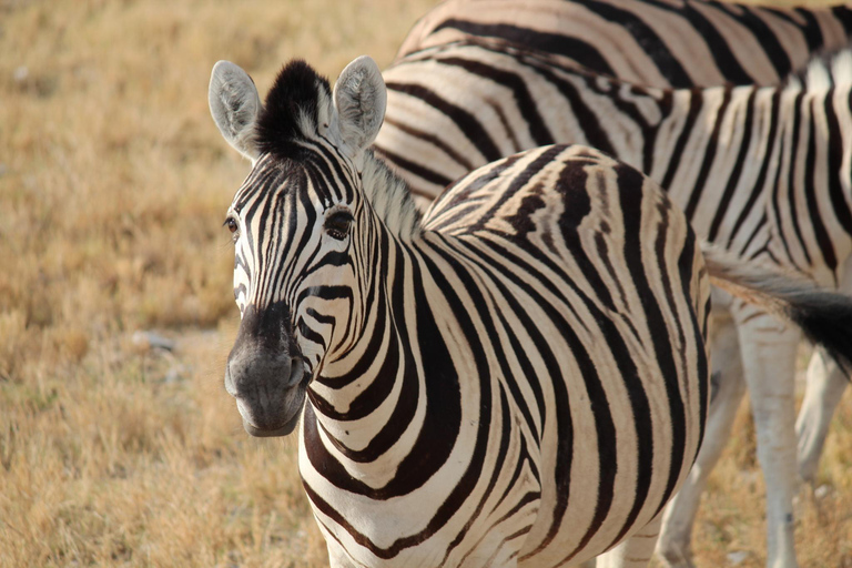 Etosha 3 days, 2 nights safari tour