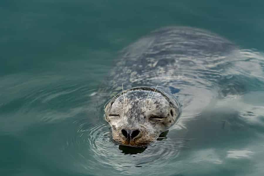 Vancouver: Waterfront Sightseeing Tour - Stadt und Natur. Foto: GetYourGuide Vancouver: Waterfront Sightseeing Tour - Stadt und Natur. Foto: GetYourGuide