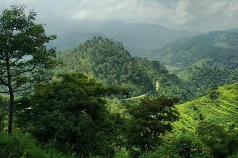 Addis Ababa: Menagesha Suba Forest Nature Escape