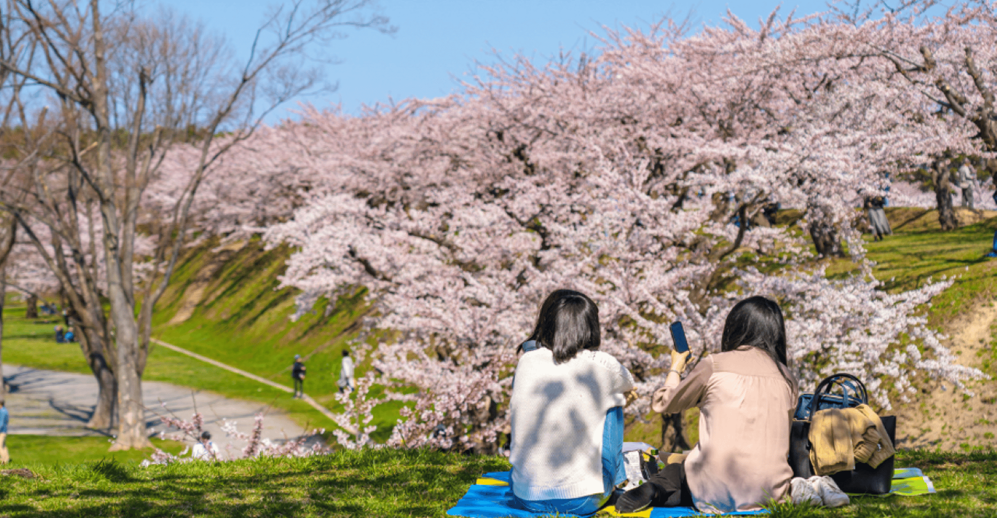 Experiencia privada y única de Nagasaki Cherry Blossom 