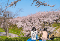 Private & Unique Nagasaki Cherry Blossom 