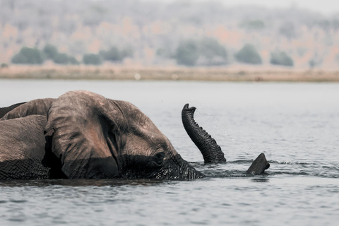 Chobe River Private 3 Hour Boat Safari