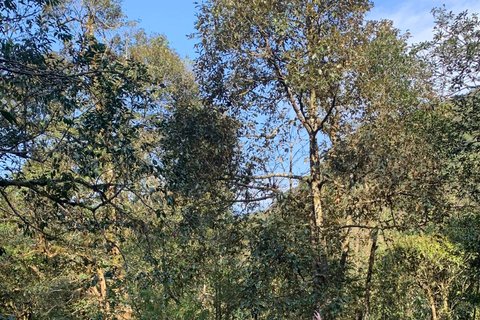 Chauffeured Ride to Silver and Love Waterfall, Lonely Tree