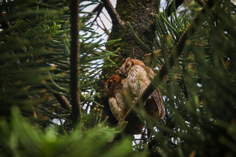 Vogelbeobachtung in Medellin mit einem erfahrenen Vogelbeobachter (Privat)