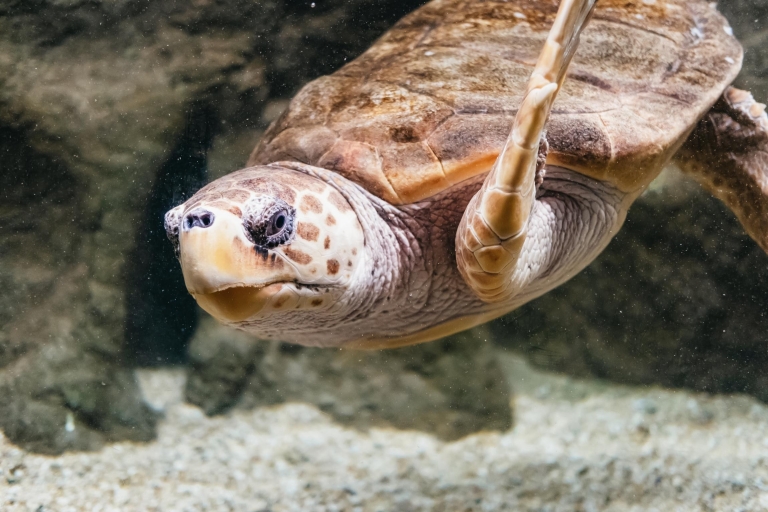 Lanzarote: toegangsbewijs voor aquarium