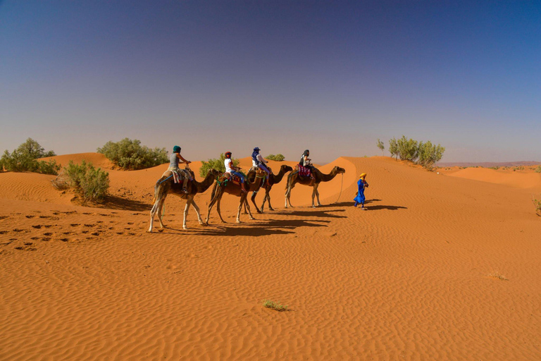 Desde Agadir: Paseo en Camello y Excursión a los Flamencos