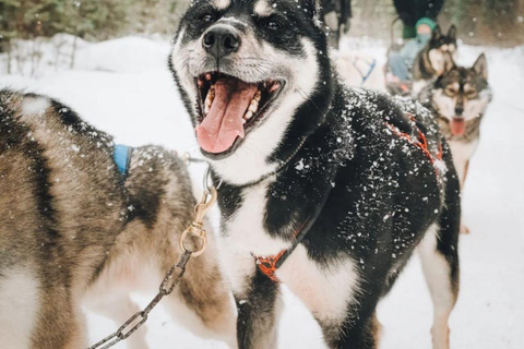 Rovaniemi: Small-Group Self-Drive Husky Experience