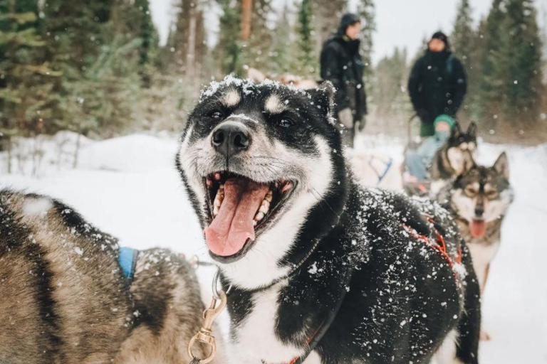 Rovaniemi: Small-Group Self-Drive Husky Experience