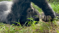 4 giorni Congo (DRC) Gorilla Trekking & Nyiragongo escursioni - Housity