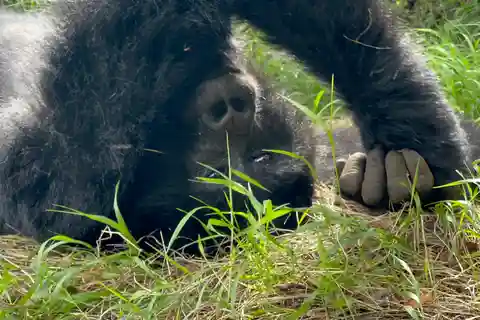 4 Day Congo (DRC) Gorilla Trekking & Nyiragongo Hiking