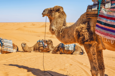 From Djerba: Discovery Trip to Ksar Ghilane / Matmata
