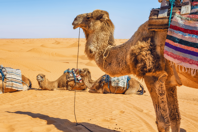 From Djerba: Discovery Trip to Ksar Ghilane / Matmata