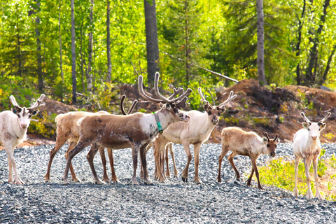 Rovaniemi: Vildmarkssafari med fyrhjulingVildmarkssafari med fyrhjuling - liten grupp