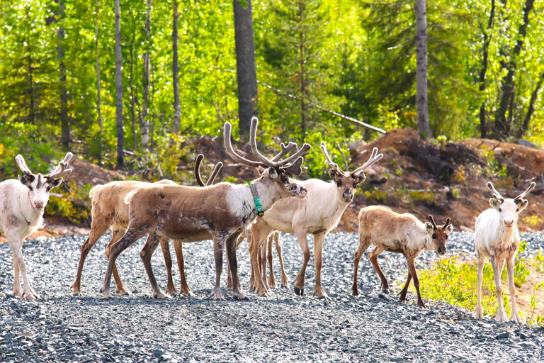 Rovaniemi: Safári de quadriciclo na natureza selvagemSafári de quadriciclo na natureza selvagem - Grupo pequeno