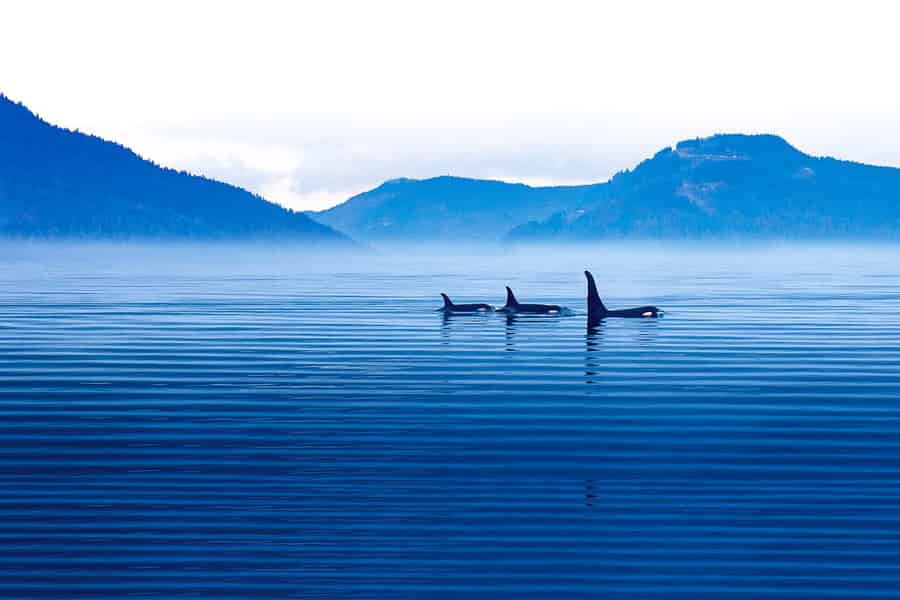 Victoria: Winterliche Wildtiertour mit heißen Getränken. Foto: GetYourGuide Victoria: Winterliche Wildtiertour mit heißen Getränken. Foto: GetYourGuide