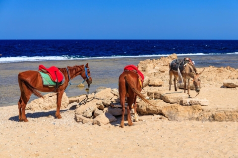 Hurghada: paardrijtocht langs de zee en woestijn met transfers