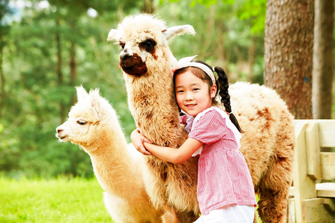 Seoul: Alpaca/Nami/Garden of Morning Calm Tour (+Rail Bike) Group Tour, Meet at Hongdae