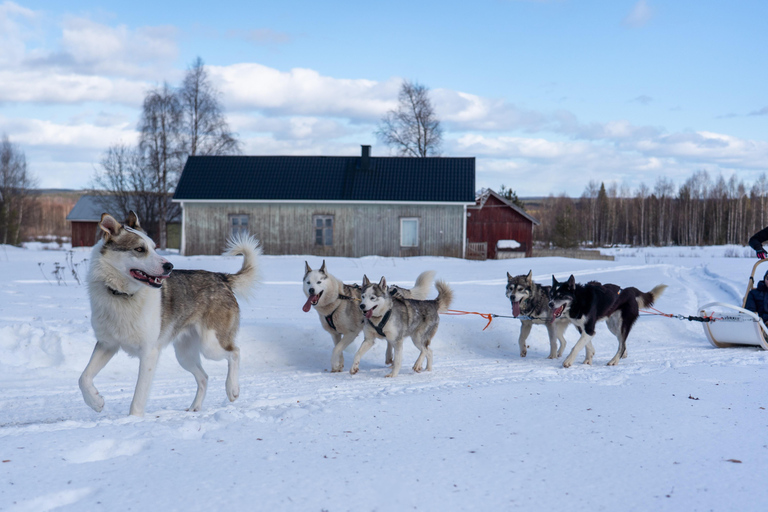 Meltosjärvi: Self Driving Husky Tour - Lake Trail Experience