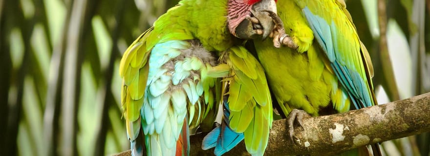 Costa Rica : Nature Explorer 15 jours - Hôtels/4W SUV/Tours/Guide