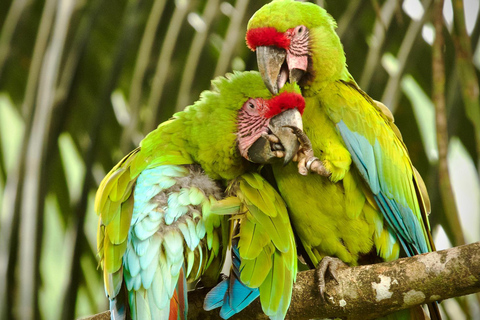 COSTA RICA:UPPTÄCK COSTARICAS VILDA DJUR-STRAND &amp; SKOG 2VECKOR