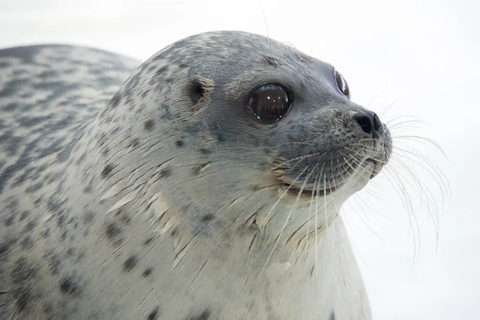 Osaka Aquarium Kaiyukan Entry Ticket