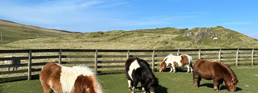 Lerwick : Shetland Pony Express