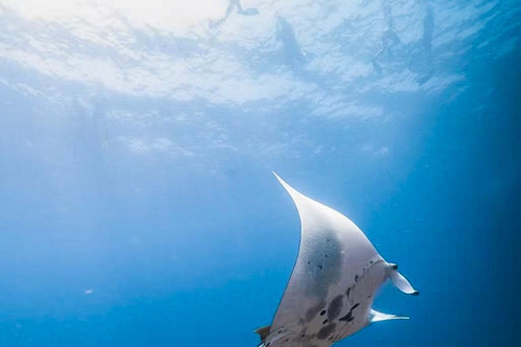From Labuan Bajo: Komodo Islands Full-Day Boat Trip