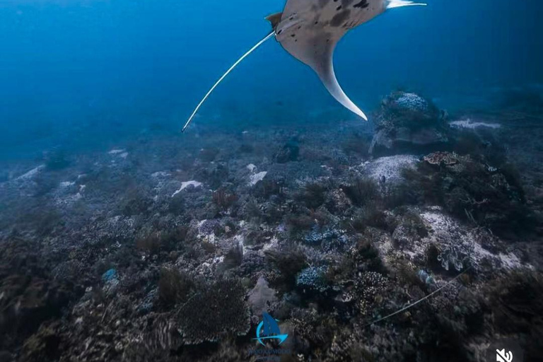From Labuan Bajo: Komodo Islands Full-Day Boat Trip