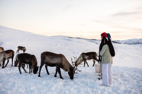 Tromsø: Exclusive Sámi Reindeer Experience with herders