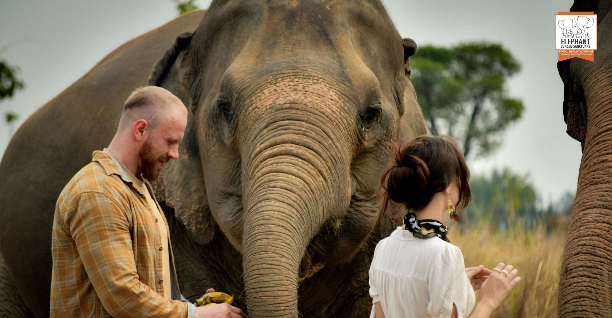 Pattaya, Elephant Jungle Sanctuary Feeding Experience - Housity