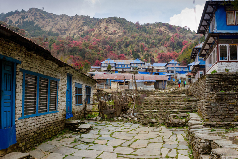 Trek du camp de base de l&#039;Annapurna : 5 jours au départ de PokharaPokhara : 5 jours de trekking au camp de base de l&#039;Annapurna avec guide