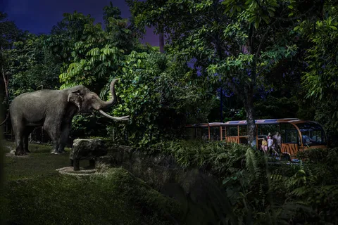 Ingresso para o Safari Noturno e para o Passeio de Elétrico
