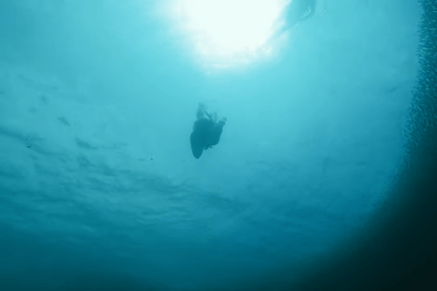 Cebu: Przygoda z nurkowaniem z rekinami wielorybimi w Oslob i Moalboal