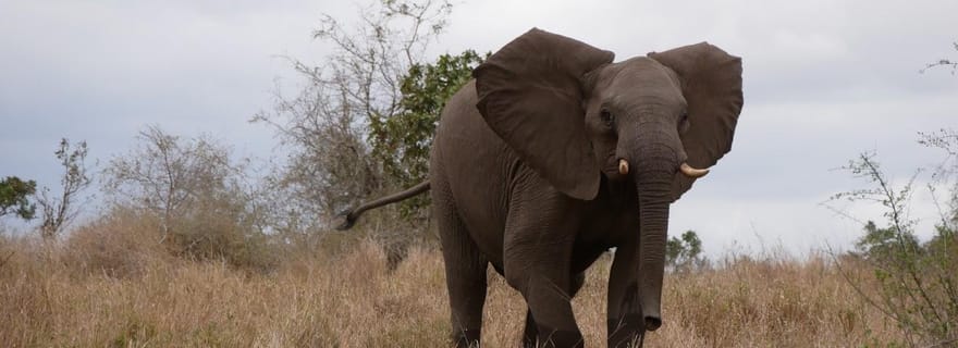 Excursion d'une journée au Pilanesberg au départ de Johannesburg