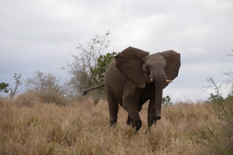 2 dagen Pilanesberg nationaal park luxe safari