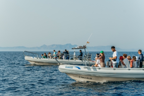 Alcudia/Can Picafort: Sunrise Dolphin-Watching Guided Cruise Tour with Meeting Point