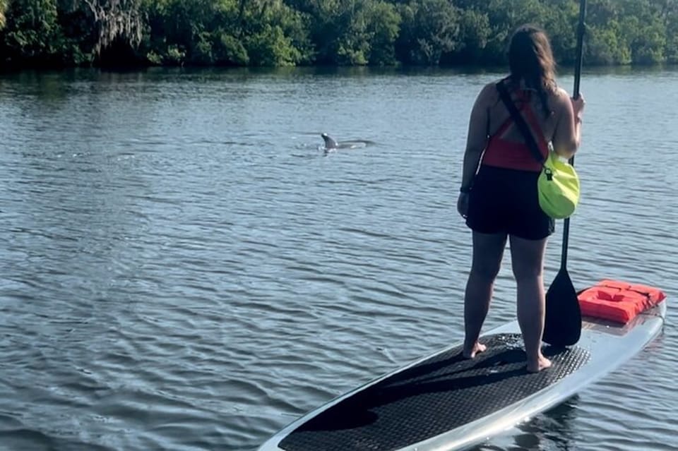 Cocoa Beach: Dolphin and Manatee Kayak or Paddle Tour | GetYourGuide