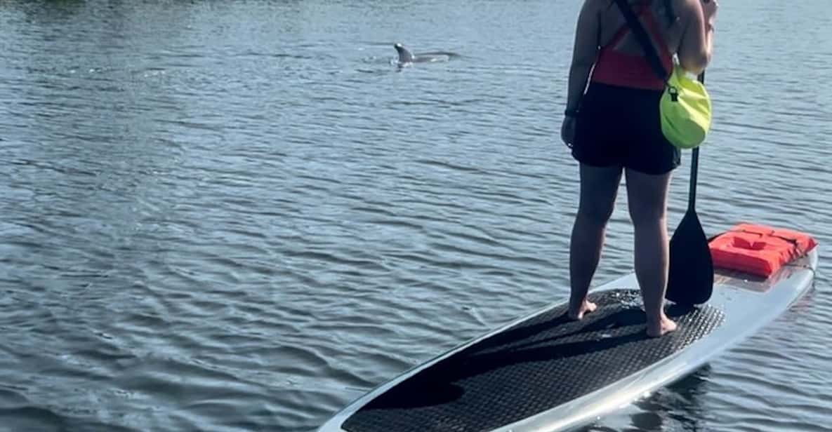 Cocoa Beach: Dolphin and Manatee Kayak or Paddle Tour | GetYourGuide