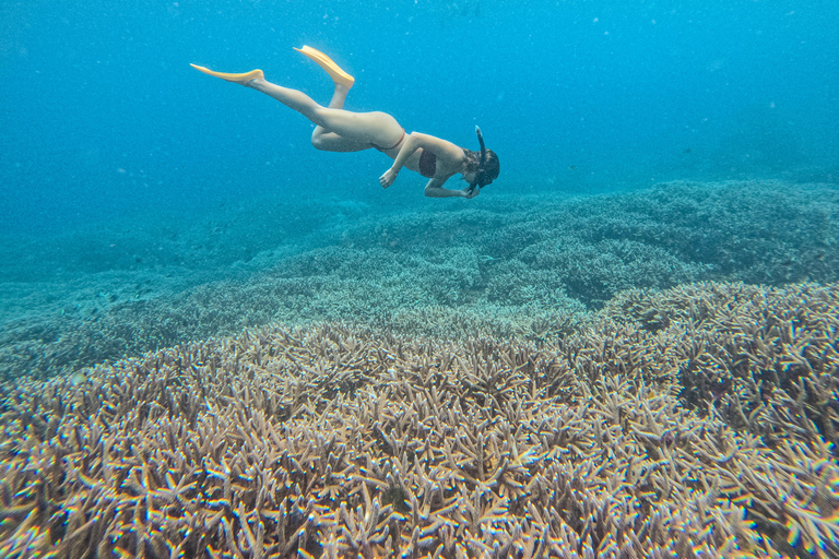 从巴厘岛出发：努沙佩尼达魔鬼鱼浮潜私人乘船观光共享游船之旅（含午餐，巴厘岛酒店接送服务）