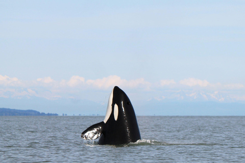 British Columbia: Whale Watching Öko-Abenteuertour